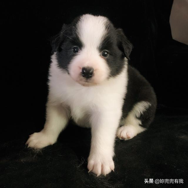 犬钩虫病:狗狗寄生虫病真的有那么可怕吗？ 犬钩虫病的症状有哪些