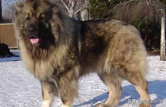 大高加索犬:9个月高加索犬肩高80还长吗？