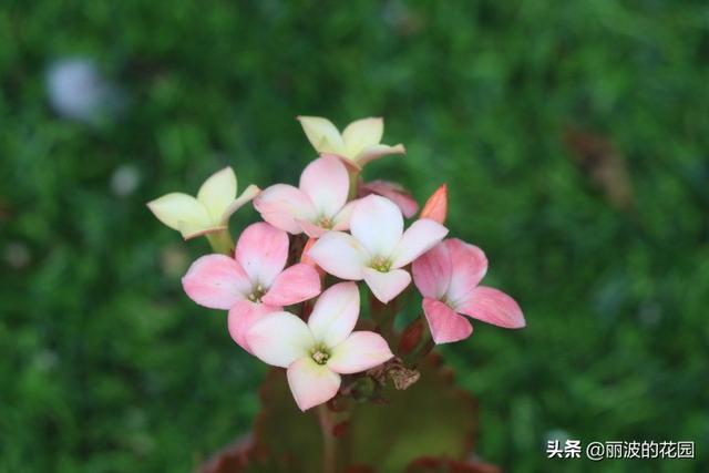 长寿花有毒吗:网上买的长寿花小苗叶子不是绿色的，嫩白嫩白，能养活吗？