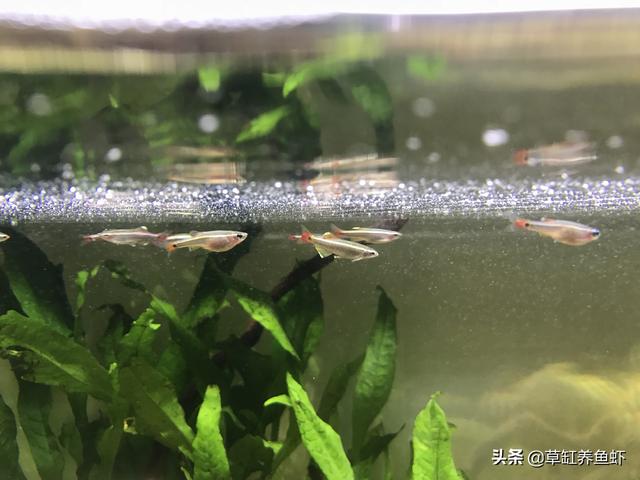 白云金丝鱼吃虾吗:白云金丝鱼吃黑壳虾吗 白云金丝鱼怎么养?不铺底砂可以不？