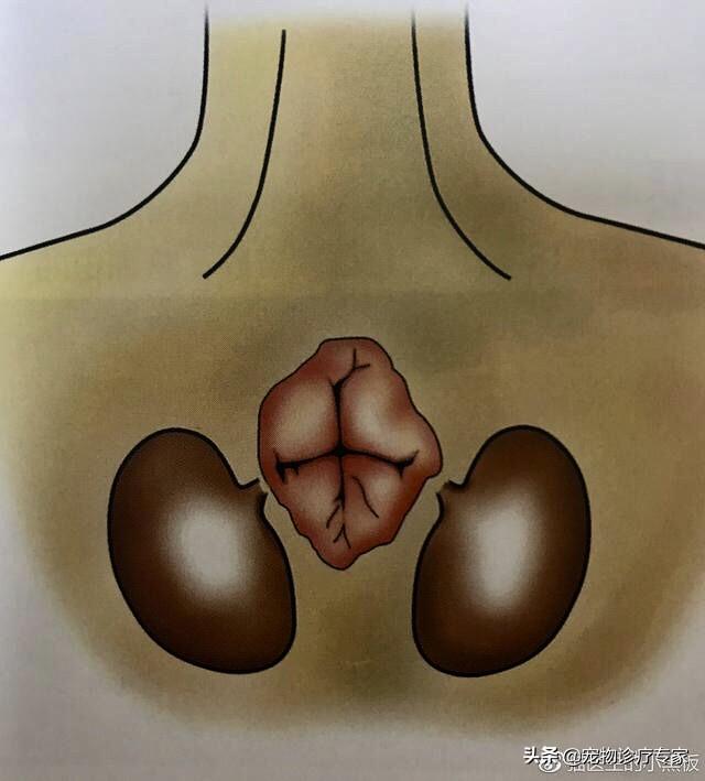 挤肛门腺了:给宠物洗澡的时候为什么要挤肛门腺？