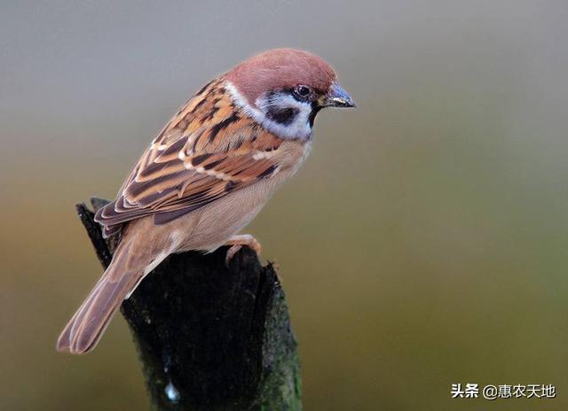 下鸟啦网:我家的油菜经常被鸟吃，有什么办法吗？