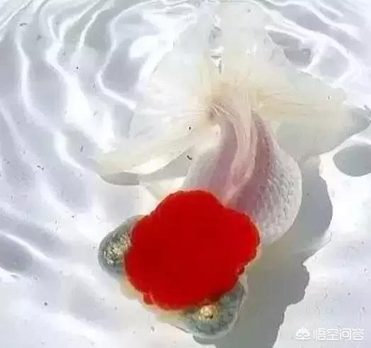 金鱼怎么养才能活:养的金鱼很容易死是怎么回事？