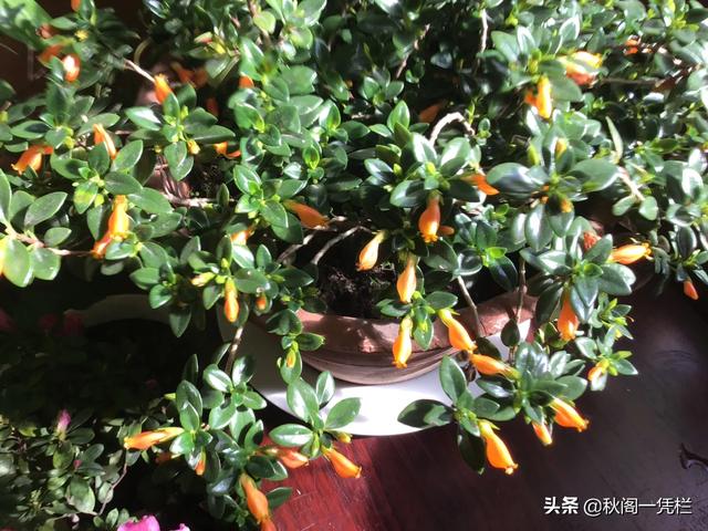 蓝花鼠尾草和兰花鼠尾草:兰花冬季换盆时要注意什么？