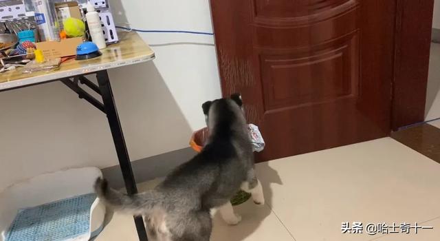 美版的狗狗向前冲:为什么我不认识的狗狗会跟我走？