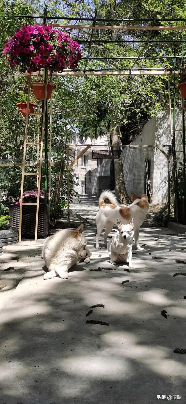 聊城英国猎狐犬:想买两只可以打猎的狗狗，哪种比较合适？