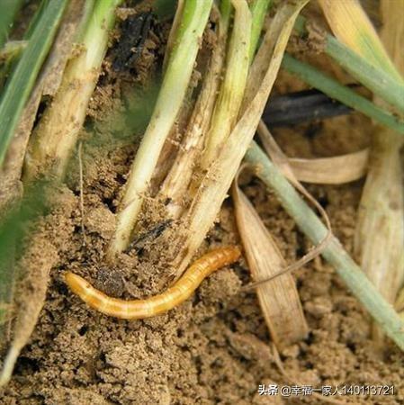 土狗子虫 是益虫:什么是地下害虫，地下害虫如何防治？