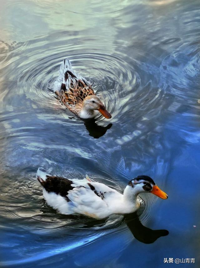 你为什么支持华为手机？理由是什么？插图10