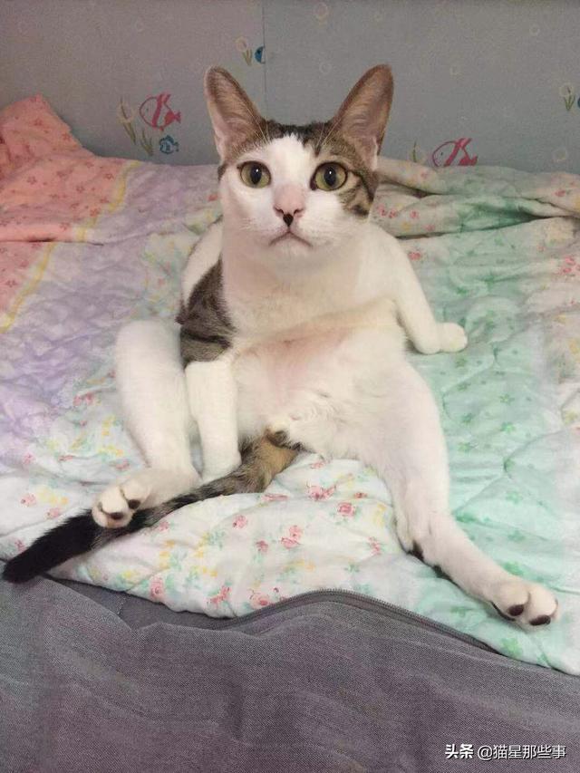猫闻到臭脚后为什么会张开嘴:猫咪对你表示友好会做出什么样的举动呢？