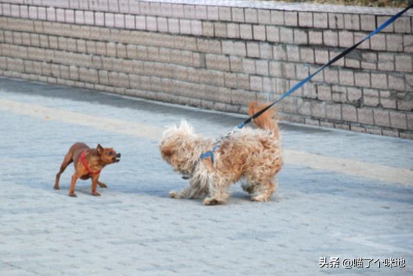 浙江板凳狗:西安女子被狗咬28天后死亡，是狂犬疫苗没用吗？ 浙江板凳狗图片大全
