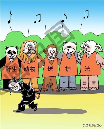 男子谋生杀猫卖钱细节曝光:如何评价那些在农村打野味的人？