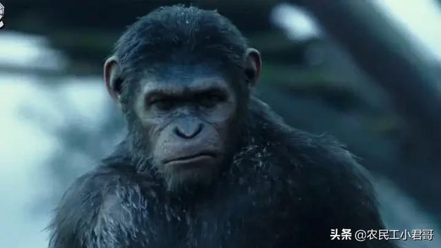猩猩崛起电影:《猩球崛起》这部电影好看吗，有什么特点