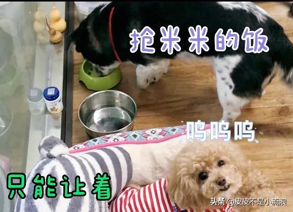 为什么有人会讨厌泰迪犬，为什么有些养狗的人不喜欢泰迪