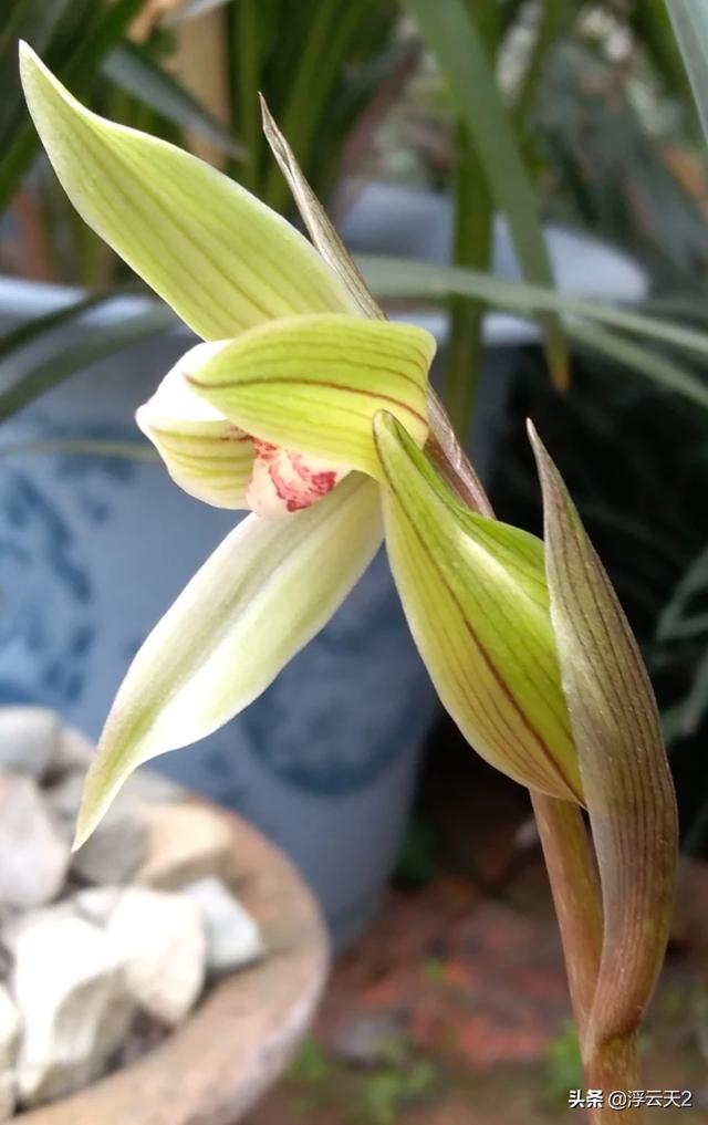 也被很多人认为是世界上售价最贵的兰花品种,是非常值钱的鬼兰多栖息