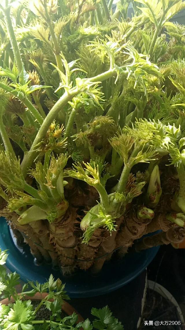 刺老芽这种野菜 如何大面积人工种植 前景怎么样 头条问答