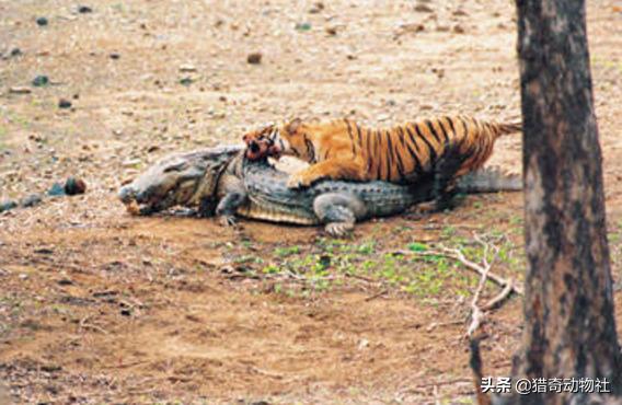 猛兽大对决湾鳄vs白鲨:猛兽大对决湾鳄vs大白鲨 陆地肉食动物排名靠前的都有哪些？