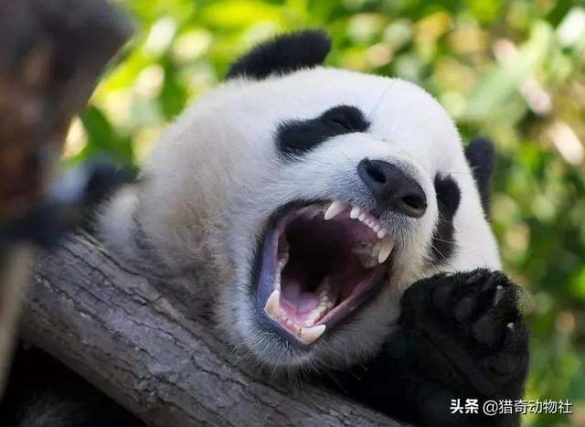 熊猫是食肉动物吗，熊猫从食肉进化进食植物了，有没有相反的