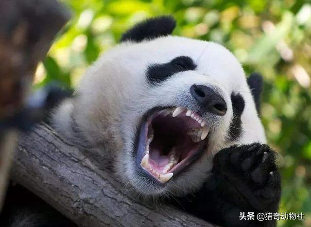 鬃狼:养狼的人一般很少被咬，而养混血狼的基本都被咬过，为什么？
