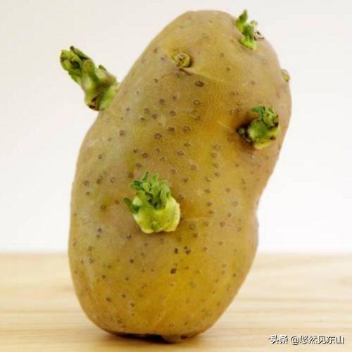 “发芽的土豆有毒”,是真的吗？