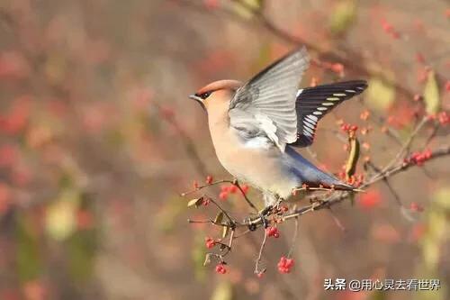 鸟的迁徙 拍摄花絮:如何拍摄野生鸟类新手技巧？