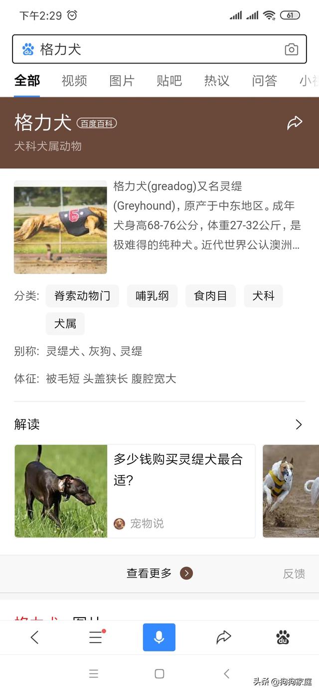 什么大型犬最干净最好养？