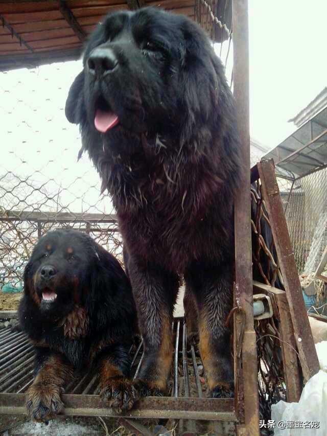 比格猎兔犬是小型犬吗:哪些狗狗送去宠物店寄养，老板可能都会嫌弃？