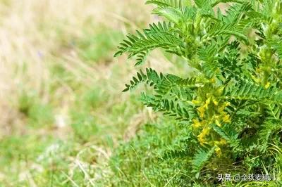 灵毒二代大灵:中药材黄茋怎样培植？如何达到高产？