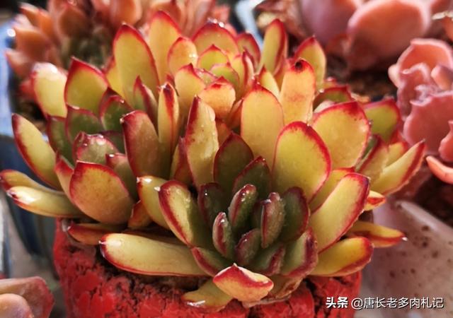虹之玉锦:虹之玉开花了，该怎么养？