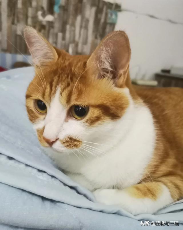 可爱宠物小猫咪:你们家的小猫咪晚上喜欢爬上你的床吗？ 我家的小宠物小猫咪