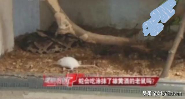 雄黄酒好还是雄黄驱蛇好:雄黄泡酒怎样驱蛇，效果怎么样？