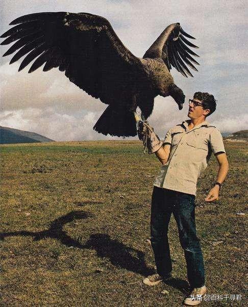 史上第一谜团，史上最大的鹰，阿根廷巨鹰，真的能以狮子为食吗