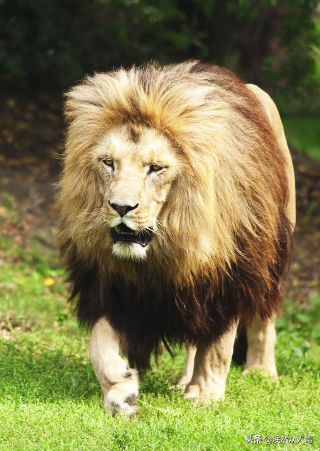 鬼獒王咬死狮子图片:人手里拿什么可以吓退老虎或狮子？