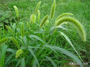 一片地上面全是草,除完之后又长出来,往里面种什么更能赚钱？