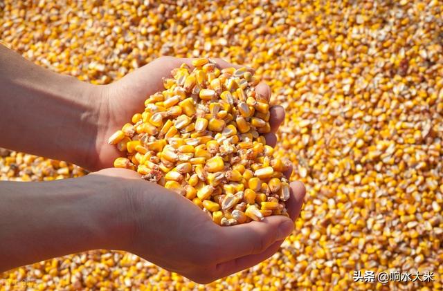 2021秋粮价格什么时候公布，7月10日全国玉米最新报价，玉米的牛市来了下半年还涨不