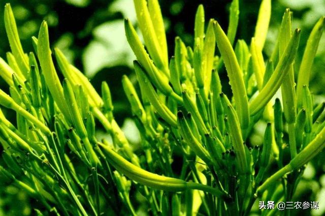 忘忧草黄花菜:再不快点黄花菜都凉了，为什么都说黄花菜，干嘛不说大白菜