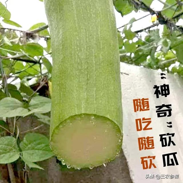 吊瓜子的功效:砍瓜是什么瓜？常吃对身体有哪些好处？