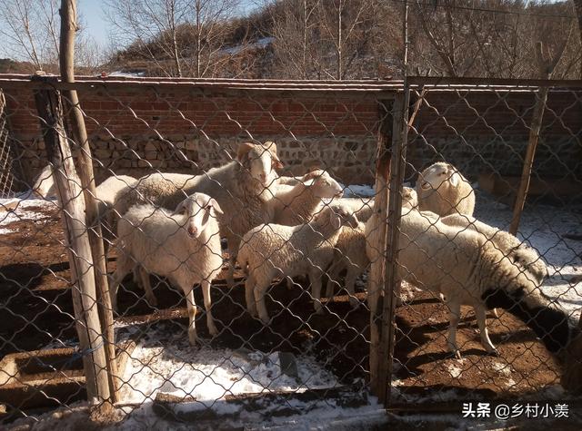 现农村养殖什么好:现在在农村养殖什么前景好？