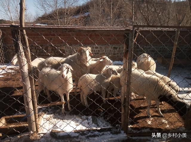 未来农村做什么养殖好，现在在农村养殖什么最赚钱，风险又小