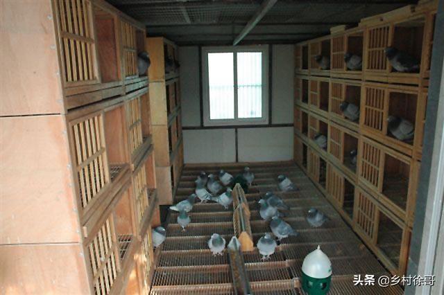 鱼缸上边能放鸟笼子吗:一条金鱼和一条鲫鱼放一个鱼缸里，时间久了会杂交吗？