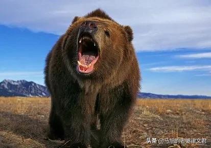 美洲豹鳄鱼:会吃人的是什么有几种动物