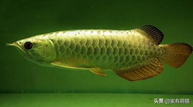 智能电子宠物鱼:胆小的宠物观赏鱼有哪些？
