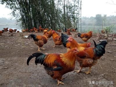 散养土鸡:为什么感觉养殖散养土鸡的越来越多，养散养土鸡挣钱么？