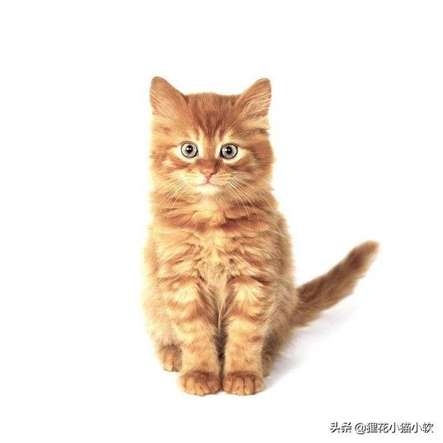 难过的像个200斤的橘猫:橘猫是披着猫皮的猪吗？你家橘座都多少斤了？