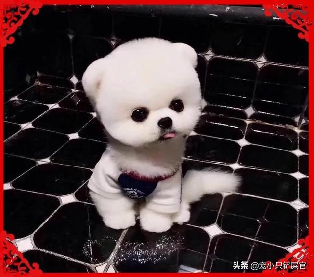 贵族狗粮好不好:国产高端狗粮喂狗不好吗？为什么很多人还要买进口狗粮？