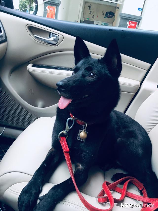 中华田园犬:中华田园犬智商排名 陪伴中国人几千年的土狗，真的有缺点吗？