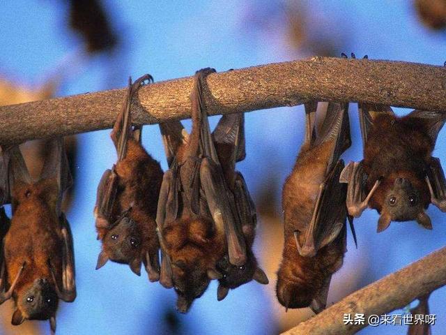蝙蝠睡觉的姿势是什么样子:蝙蝠长时间倒挂头部血压不会升高不会充血吗？