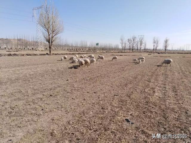 我做母狗的经历私奴:今年村里有些人都在搞畜牧业，前景如何？