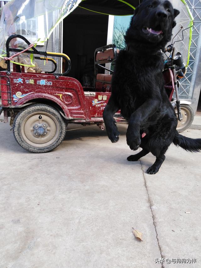 警察与防暴犬图片:防暴犬的图片 普通小狗看到警犬会觉得警察来了吗？有何依据？