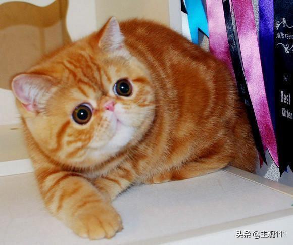 头条问答 母猫绝育手术以后不戴头套怎么办 9个回答