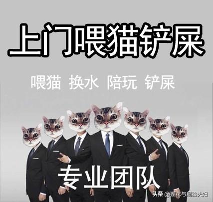 猫猫:猫咪最渴望主人摸它哪些部位？ 猫猫头像
